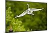 Florida, Venice, Audubon Sanctuary, Common Egret Flying-Bernard Friel-Mounted Photographic Print