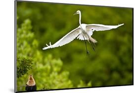 Florida, Venice, Audubon Sanctuary, Common Egret Flying-Bernard Friel-Mounted Photographic Print