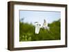 Florida, Venice, Audubon Sanctuary, Common Egret Flying-Bernard Friel-Framed Photographic Print