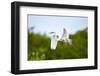 Florida, Venice, Audubon Sanctuary, Common Egret Flying-Bernard Friel-Framed Photographic Print