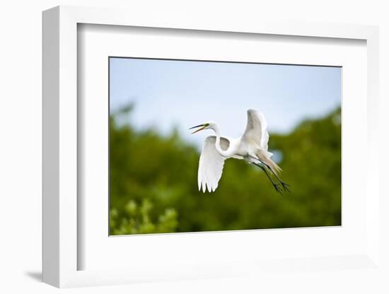 Florida, Venice, Audubon Sanctuary, Common Egret Flying-Bernard Friel-Framed Photographic Print