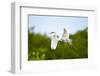 Florida, Venice, Audubon Sanctuary, Common Egret Flying-Bernard Friel-Framed Photographic Print