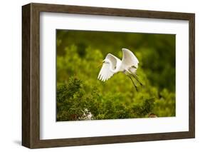 Florida, Venice, Audubon Sanctuary, Common Egret Flying-Bernard Friel-Framed Photographic Print