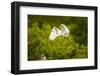 Florida, Venice, Audubon Sanctuary, Common Egret Flying-Bernard Friel-Framed Photographic Print