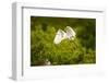 Florida, Venice, Audubon Sanctuary, Common Egret Flying-Bernard Friel-Framed Photographic Print