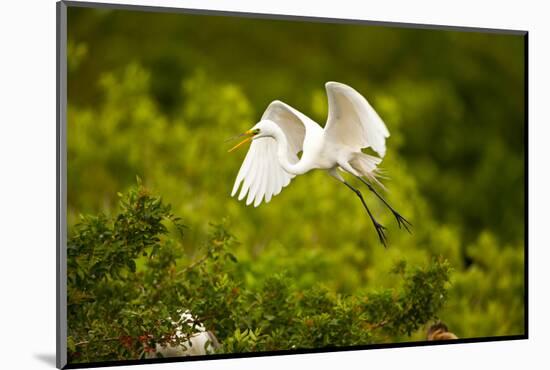 Florida, Venice, Audubon Sanctuary, Common Egret Flying-Bernard Friel-Mounted Photographic Print