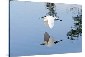 Florida, Venice, Audubon Sanctuary, Common Egret Flying-Bernard Friel-Stretched Canvas