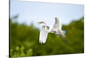 Florida, Venice, Audubon Sanctuary, Common Egret Flying-Bernard Friel-Stretched Canvas