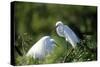 Florida, Venice, Audubon Sanctuary, Common Egret in Breeding Plumage-Bernard Friel-Stretched Canvas