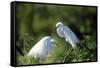 Florida, Venice, Audubon Sanctuary, Common Egret in Breeding Plumage-Bernard Friel-Framed Stretched Canvas
