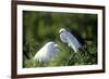 Florida, Venice, Audubon Sanctuary, Common Egret in Breeding Plumage-Bernard Friel-Framed Photographic Print