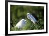 Florida, Venice, Audubon Sanctuary, Common Egret in Breeding Plumage-Bernard Friel-Framed Photographic Print