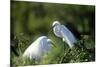 Florida, Venice, Audubon Sanctuary, Common Egret in Breeding Plumage-Bernard Friel-Mounted Photographic Print