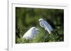 Florida, Venice, Audubon Sanctuary, Common Egret in Breeding Plumage-Bernard Friel-Framed Photographic Print