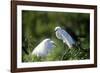 Florida, Venice, Audubon Sanctuary, Common Egret in Breeding Plumage-Bernard Friel-Framed Photographic Print