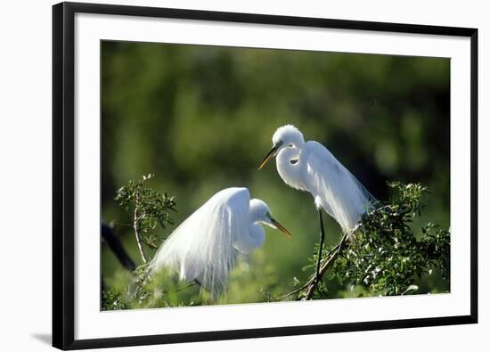 Florida, Venice, Audubon Sanctuary, Common Egret in Breeding Plumage-Bernard Friel-Framed Photographic Print