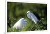 Florida, Venice, Audubon Sanctuary, Common Egret in Breeding Plumage-Bernard Friel-Framed Photographic Print