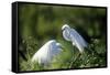 Florida, Venice, Audubon Sanctuary, Common Egret in Breeding Plumage-Bernard Friel-Framed Stretched Canvas