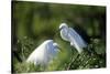 Florida, Venice, Audubon Sanctuary, Common Egret in Breeding Plumage-Bernard Friel-Stretched Canvas