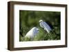 Florida, Venice, Audubon Sanctuary, Common Egret in Breeding Plumage-Bernard Friel-Framed Photographic Print