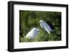 Florida, Venice, Audubon Sanctuary, Common Egret in Breeding Plumage-Bernard Friel-Framed Photographic Print