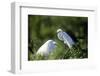 Florida, Venice, Audubon Sanctuary, Common Egret in Breeding Plumage-Bernard Friel-Framed Photographic Print