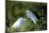Florida, Venice, Audubon Sanctuary, Common Egret in Breeding Plumage-Bernard Friel-Mounted Photographic Print