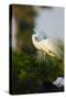 Florida, Venice, Audubon Sanctuary, Common Egret Stretch Performance-Bernard Friel-Stretched Canvas