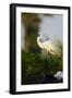 Florida, Venice, Audubon Sanctuary, Common Egret Stretch Performance-Bernard Friel-Framed Photographic Print