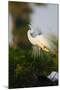 Florida, Venice, Audubon Sanctuary, Common Egret Stretch Performance-Bernard Friel-Mounted Photographic Print