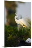 Florida, Venice, Audubon Sanctuary, Common Egret Stretch Performance-Bernard Friel-Mounted Premium Photographic Print