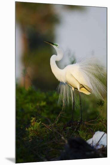 Florida, Venice, Audubon Sanctuary, Common Egret Stretch Performance-Bernard Friel-Mounted Premium Photographic Print