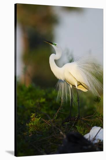 Florida, Venice, Audubon Sanctuary, Common Egret Stretch Performance-Bernard Friel-Stretched Canvas