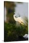 Florida, Venice, Audubon Sanctuary, Common Egret Stretch Performance-Bernard Friel-Stretched Canvas