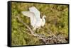 Florida, Venice, Audubon Sanctuary, Common Egret Wings Open at Nest-Bernard Friel-Framed Stretched Canvas