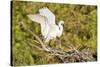 Florida, Venice, Audubon Sanctuary, Common Egret Wings Open at Nest-Bernard Friel-Stretched Canvas
