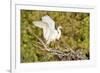 Florida, Venice, Audubon Sanctuary, Common Egret Wings Open at Nest-Bernard Friel-Framed Photographic Print