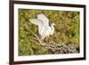 Florida, Venice, Audubon Sanctuary, Common Egret Wings Open at Nest-Bernard Friel-Framed Photographic Print