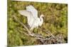 Florida, Venice, Audubon Sanctuary, Common Egret Wings Open at Nest-Bernard Friel-Mounted Photographic Print