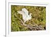 Florida, Venice, Audubon Sanctuary, Common Egret Wings Open at Nest-Bernard Friel-Framed Photographic Print