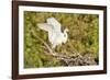 Florida, Venice, Audubon Sanctuary, Common Egret Wings Open at Nest-Bernard Friel-Framed Photographic Print