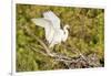 Florida, Venice, Audubon Sanctuary, Common Egret Wings Open at Nest-Bernard Friel-Framed Photographic Print