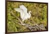 Florida, Venice, Audubon Sanctuary, Common Egret Wings Open at Nest-Bernard Friel-Framed Photographic Print