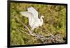 Florida, Venice, Audubon Sanctuary, Common Egret Wings Open at Nest-Bernard Friel-Framed Premium Photographic Print