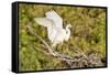 Florida, Venice, Audubon Sanctuary, Common Egret Wings Open at Nest-Bernard Friel-Framed Stretched Canvas