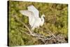 Florida, Venice, Audubon Sanctuary, Common Egret Wings Open at Nest-Bernard Friel-Stretched Canvas