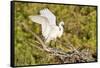 Florida, Venice, Audubon Sanctuary, Common Egret Wings Open at Nest-Bernard Friel-Framed Stretched Canvas