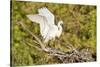 Florida, Venice, Audubon Sanctuary, Common Egret Wings Open at Nest-Bernard Friel-Stretched Canvas