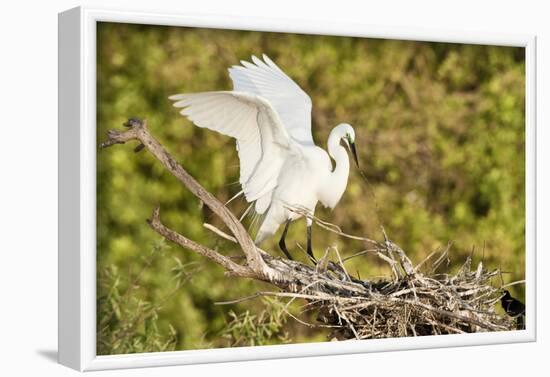 Florida, Venice, Audubon Sanctuary, Common Egret Wings Open at Nest-Bernard Friel-Framed Photographic Print