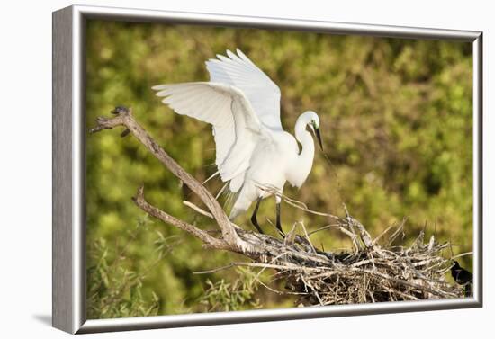 Florida, Venice, Audubon Sanctuary, Common Egret Wings Open at Nest-Bernard Friel-Framed Photographic Print